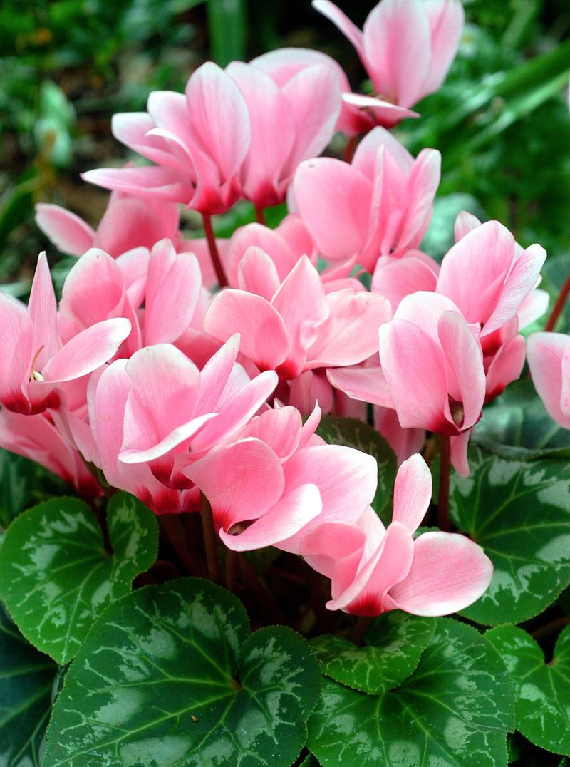 Cyclamen