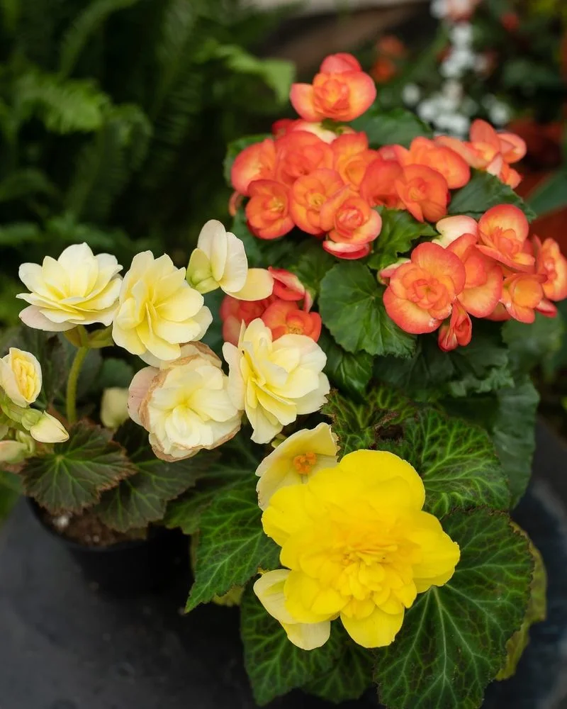 Begonias