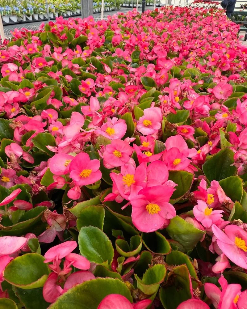 Begonias