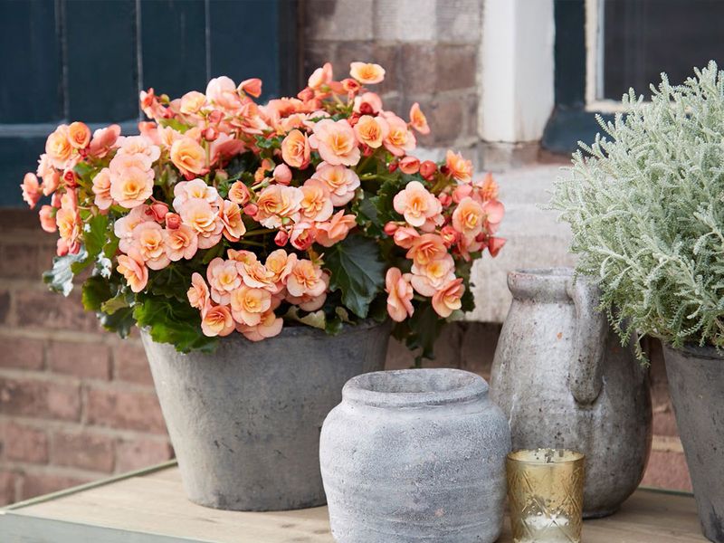 Begonias