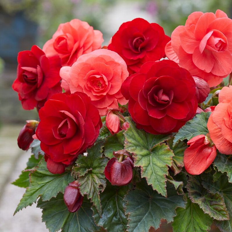 Begonias