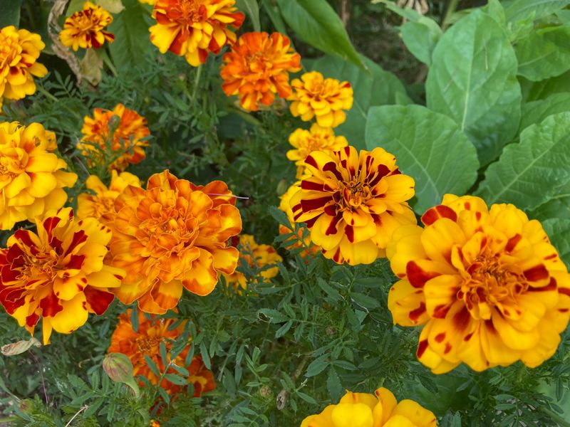 Marigolds