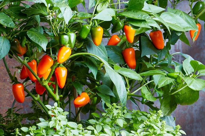 Bell Peppers