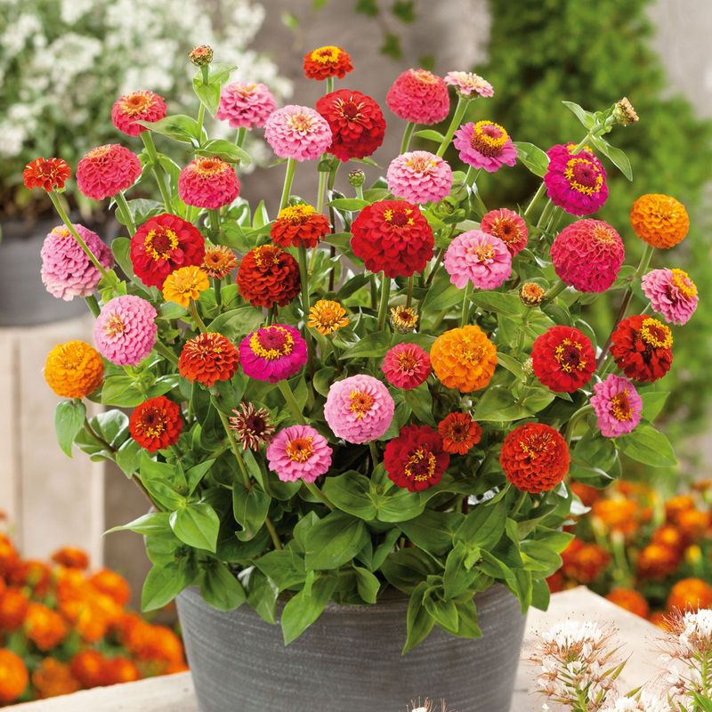 Thumbelina Zinnia