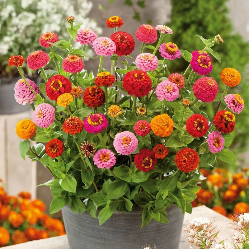 Thumbelina Zinnia