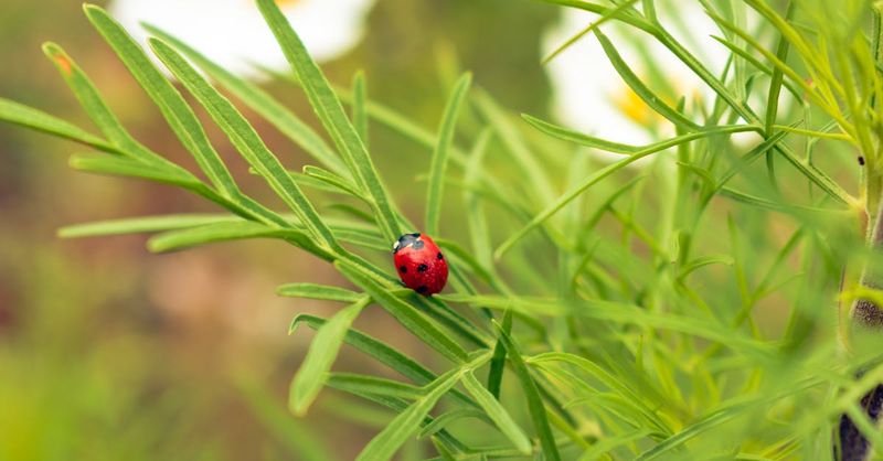 Beneficial Insect Habitats