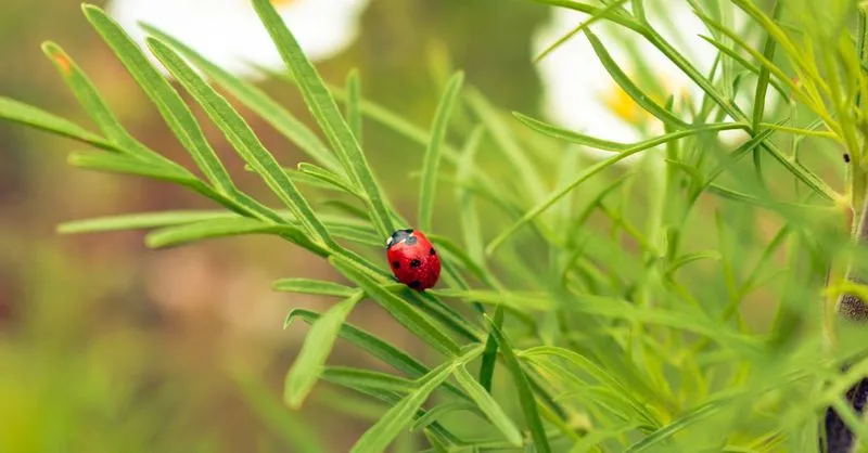 Beneficial Insect Habitats