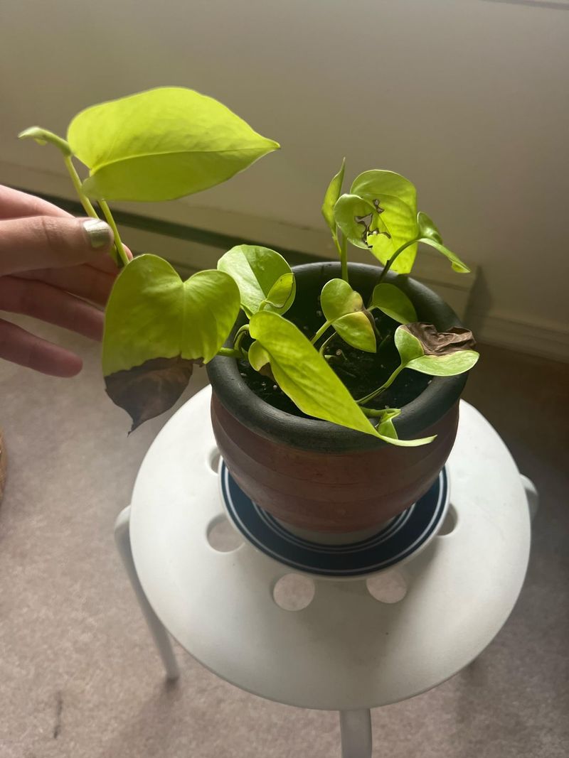 Plant Sunburn