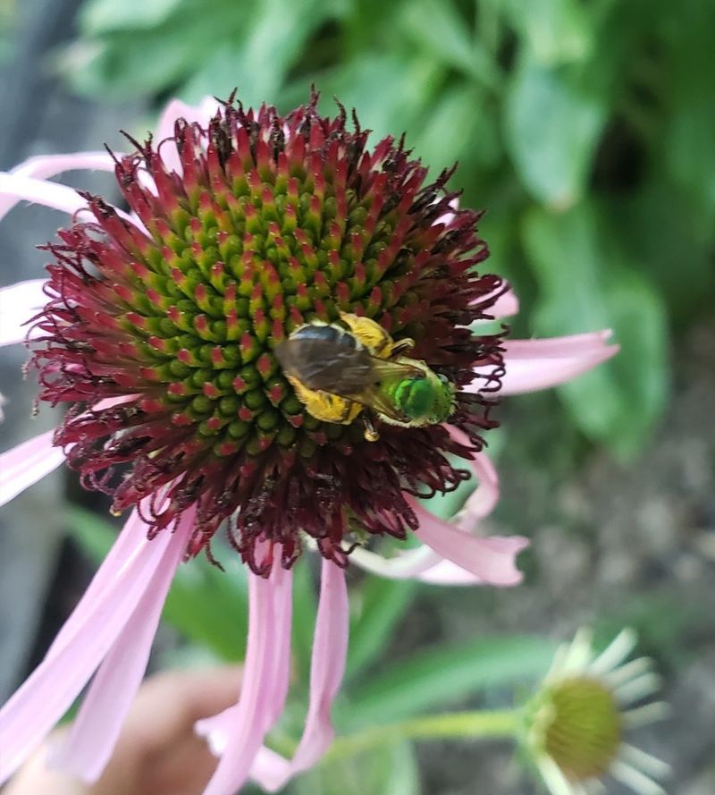 Beneficial Insects