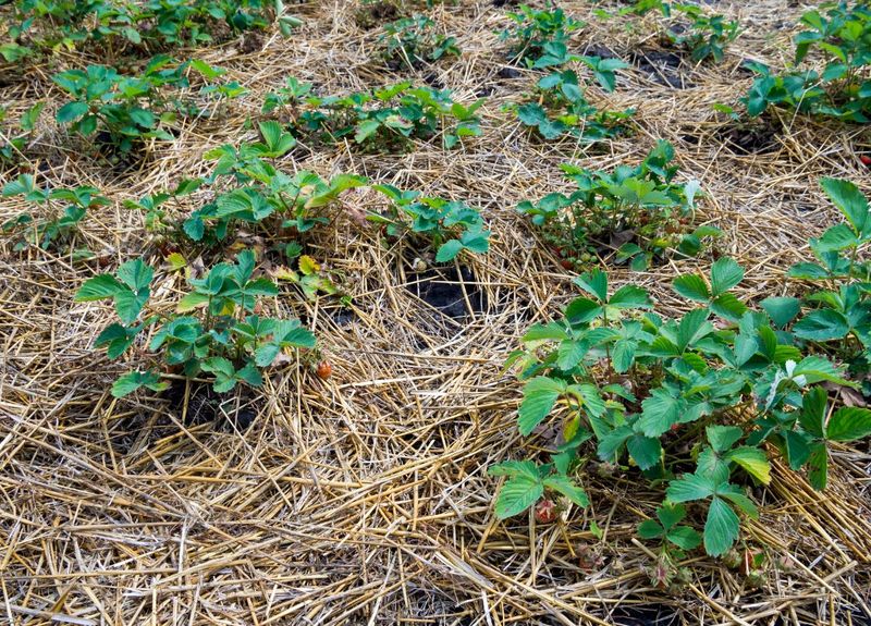 Mulching with Straw