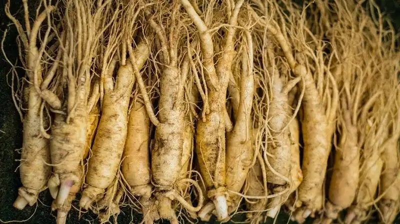 Ginseng