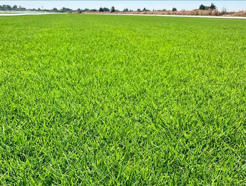 Bermudagrass