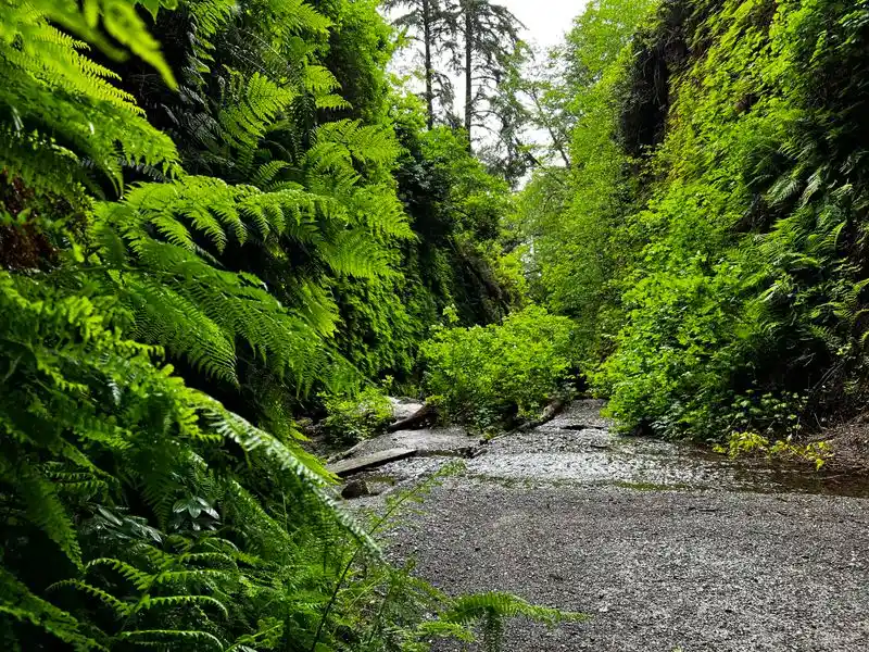 Prairie Creek Redwoods