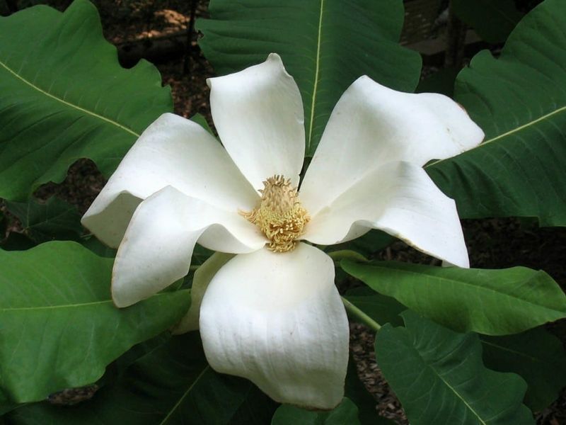 Bigleaf Magnolia