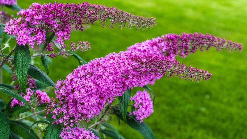 Butterfly Bush