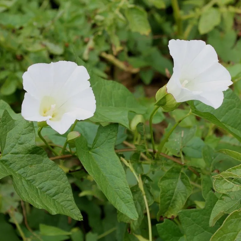 Bindweed