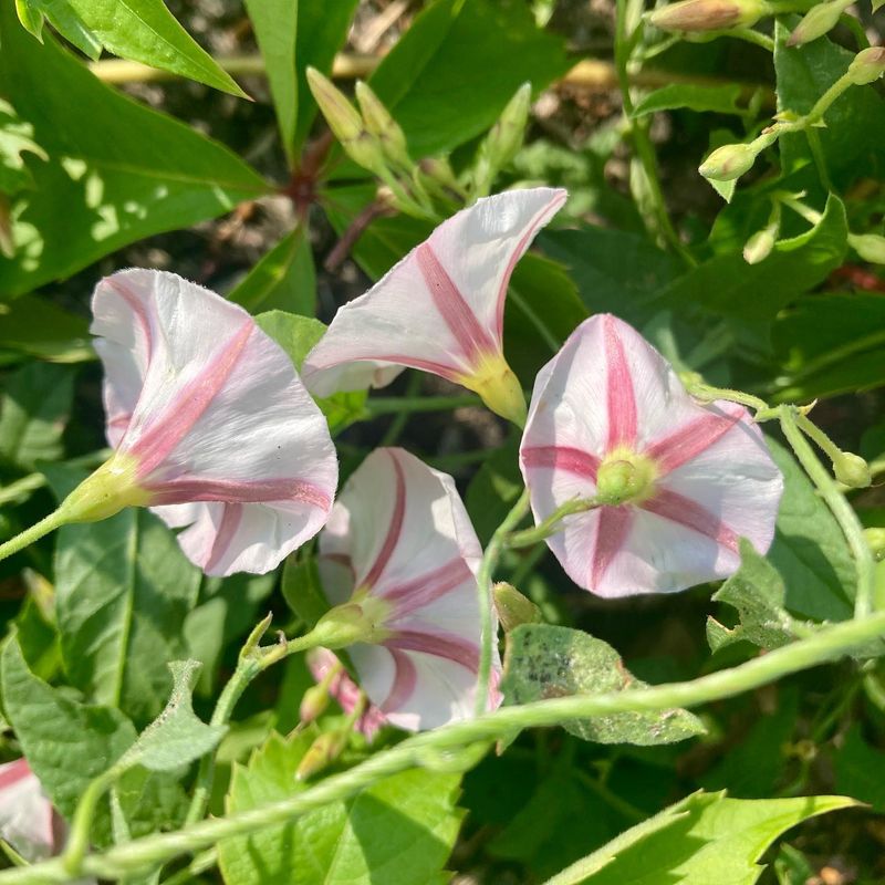 Bindweed