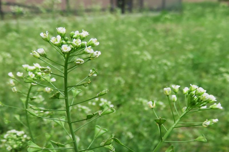 Shepherd's Purse Soil Enhancer