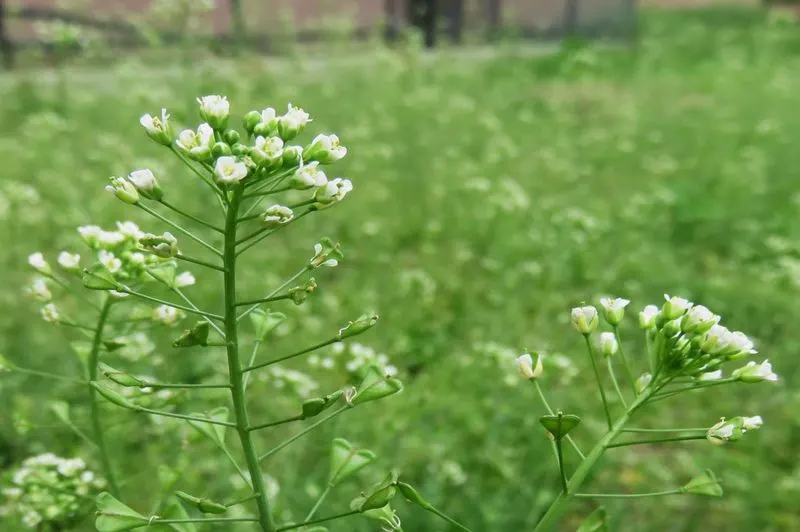 Shepherd's Purse Soil Enhancer