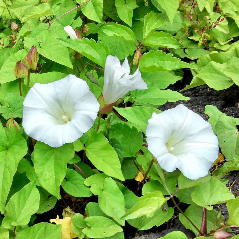 Bindweed