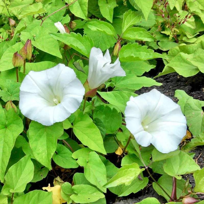 Bindweed