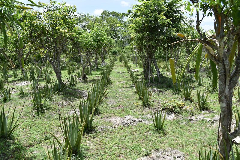 Biodiverse Agroforestry
