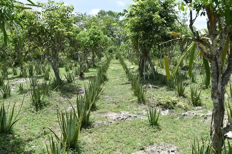 Biodiverse Agroforestry