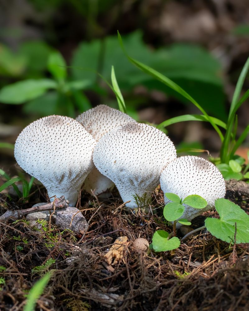 Biodiversity Boosters