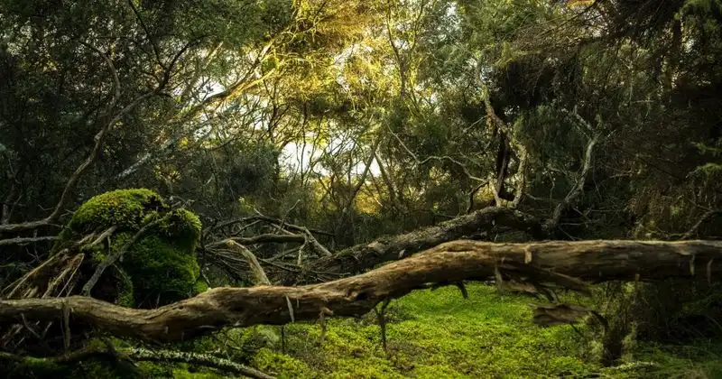 Biodiversity Encouragement