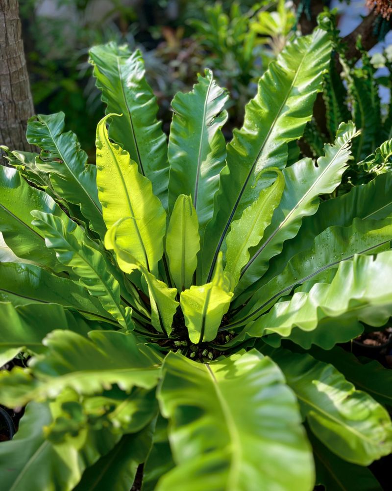 Bird's Nest Fern