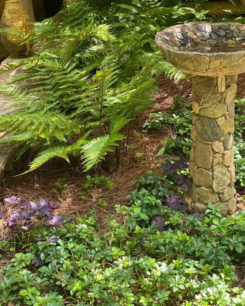 Bird Bath Maintenance