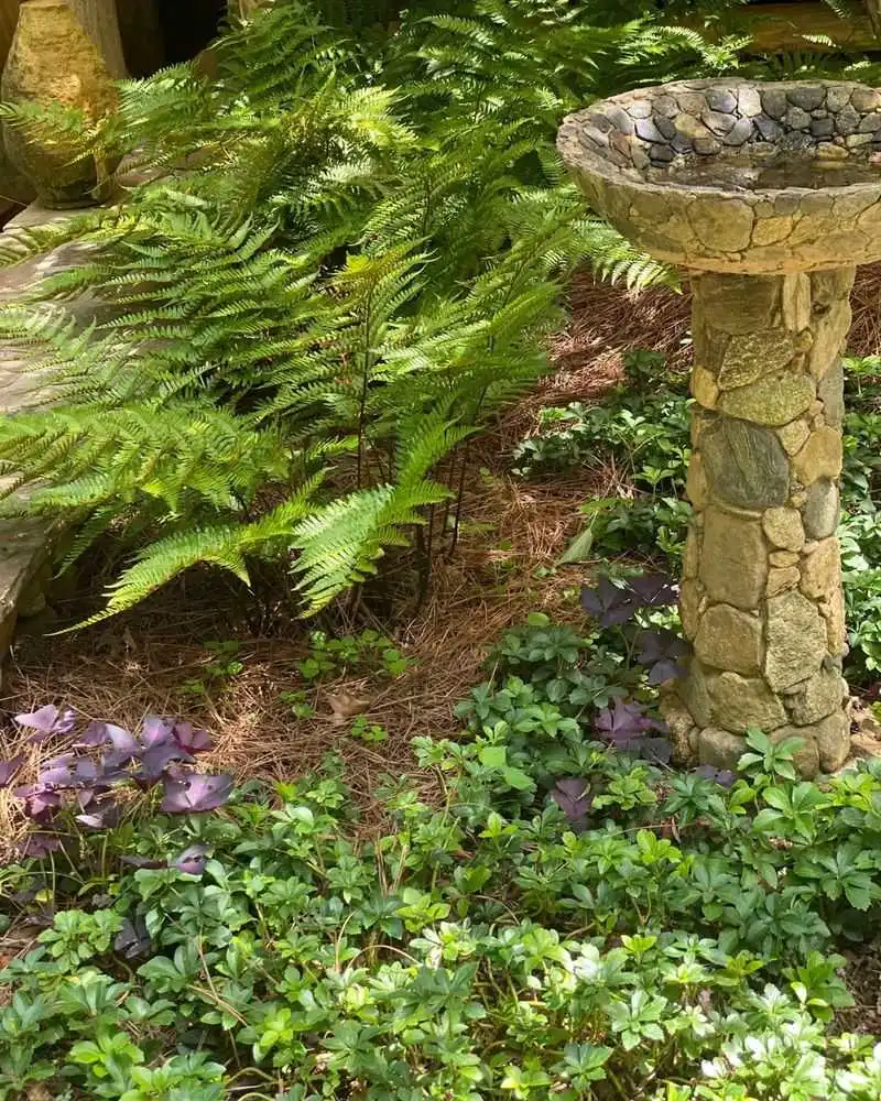 Bird Bath Maintenance