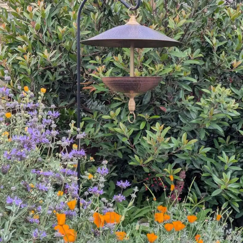 Bird Songs