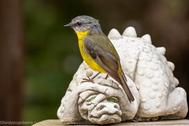 Bird Visitors