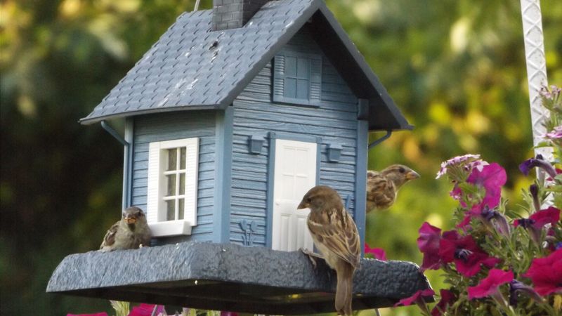 Building Birdhouses
