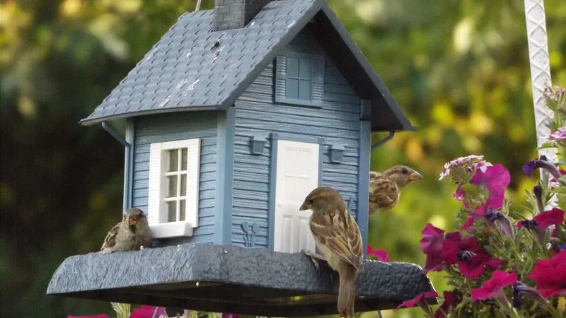 Building Birdhouses