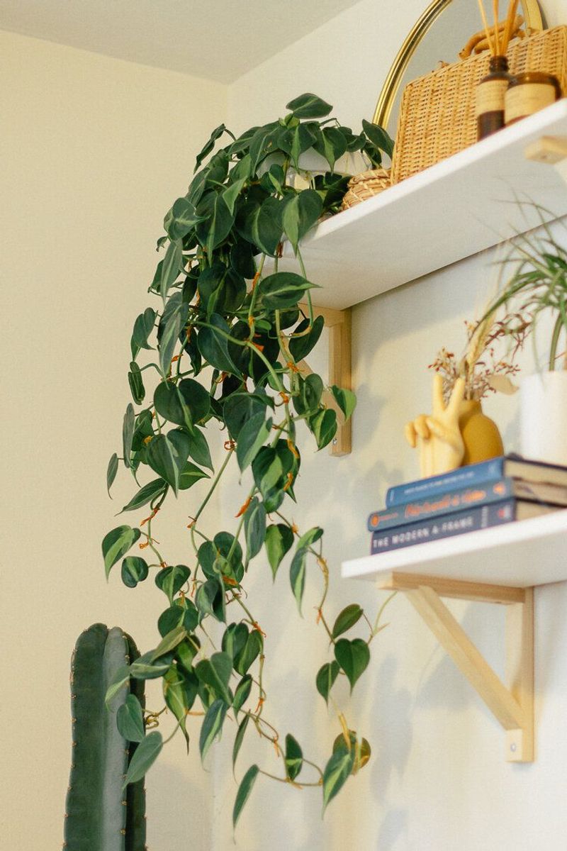 Philodendron