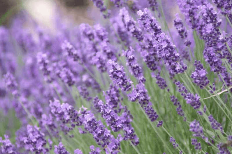 Gardenia vs. Lavender