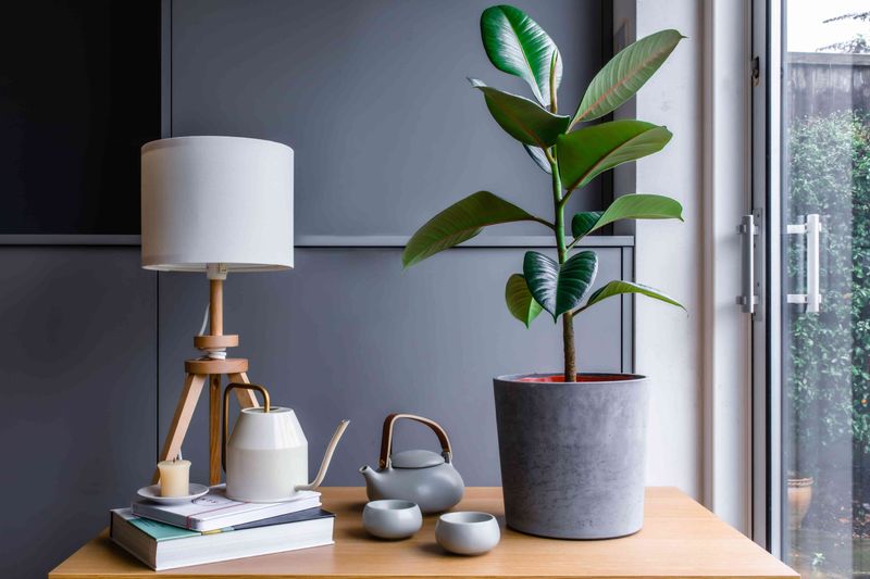 Rubber Plant