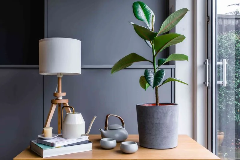 Rubber Plant