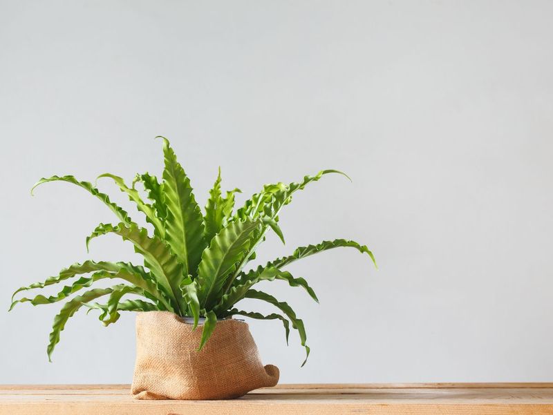 Bird's Nest Fern
