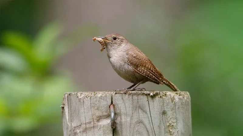 Birds as Natural Gardeners