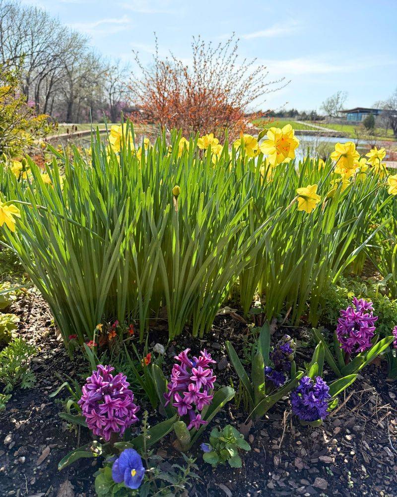Birdsong Blooms