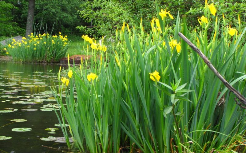 Yellow Flag Iris