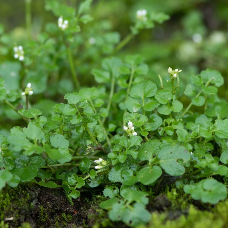 Bittercress