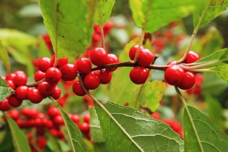 Holly