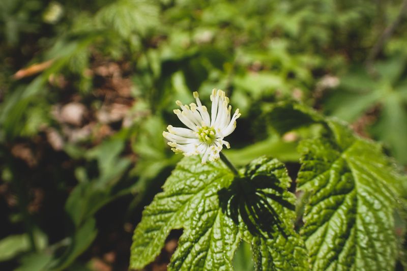 Goldenseal