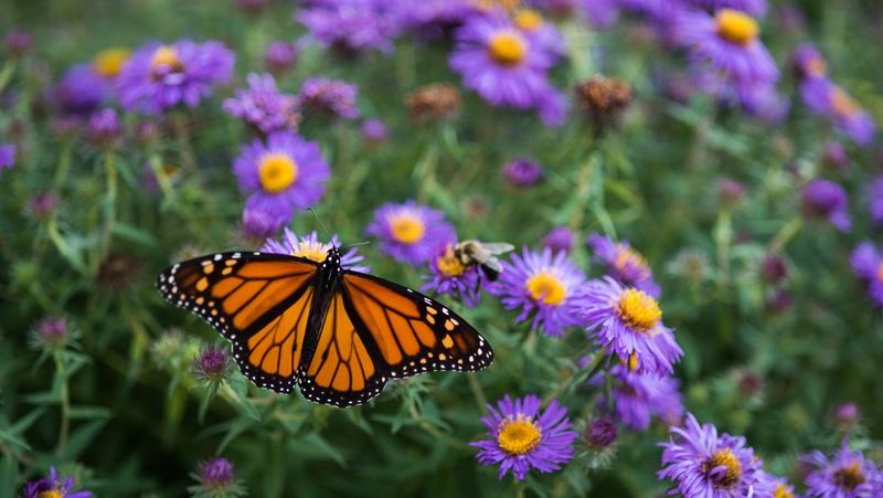 Aster