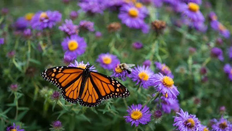Aster
