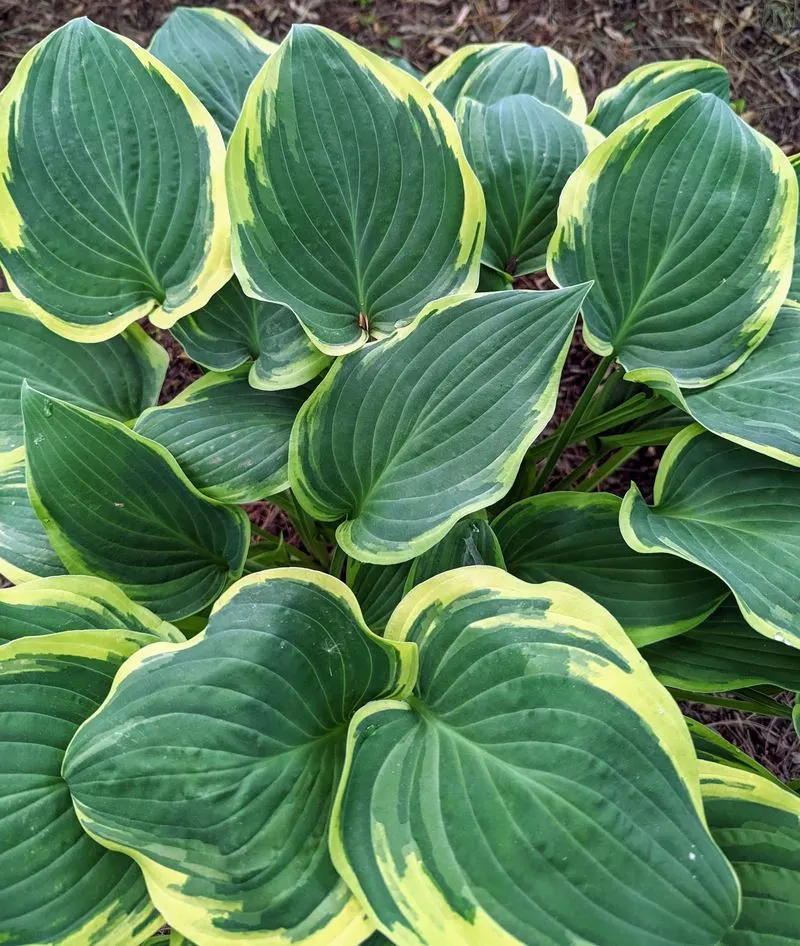 Hosta